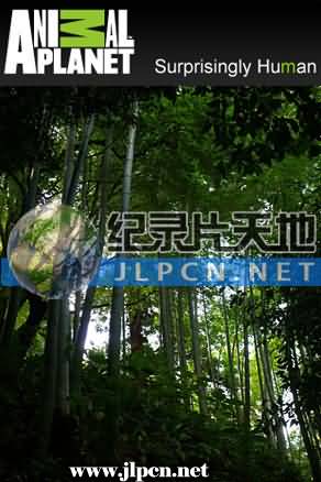 竹子开花的恶兆海报