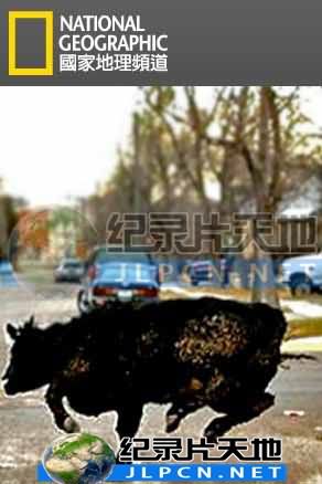 动物大暴走海报