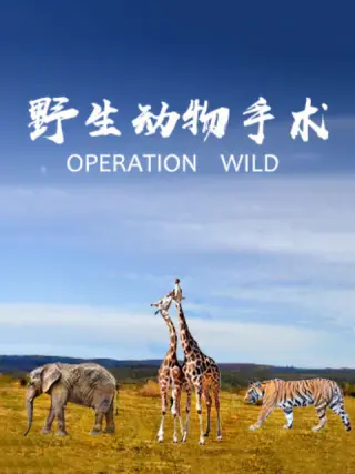 野生动物手术海报