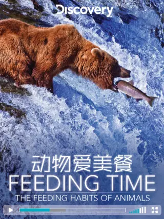 动物爱美餐海报